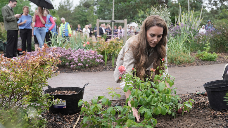 Catherine, prinsessan av Wales, planterar en ros under ett besök i RHS:s Wellbeing Garden på Colchester Hospital