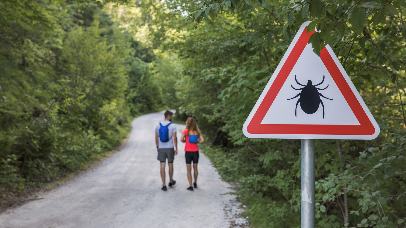 5 vanliga myter om fästingbett som utsätter dig för risker